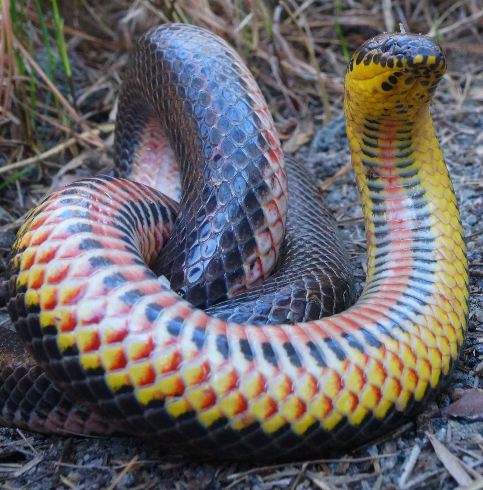 Лучистая змея Xenopeltis Unicolor. Королевская ошейниковая змея. Королевская Кобра Крайт. Белогубый полоз. Гибрид змеи