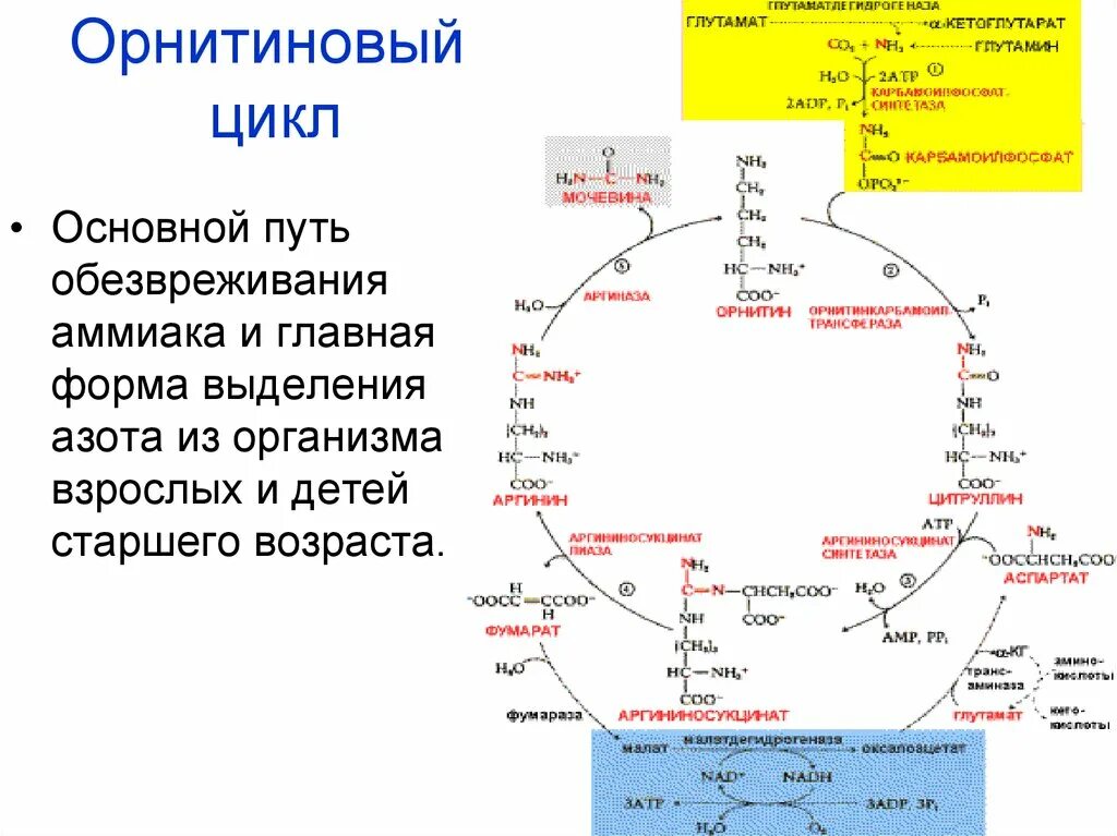 Орнитиновый цикл кребса-гензелейта – биосинтез мочевины. Мочевина окисление. Схема синтеза мочевины орнитиновый цикл. Схема орнитинового цикла биохимия. Мочевина окисление.