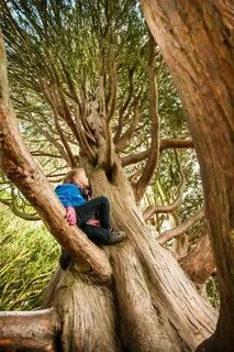 Climb trees