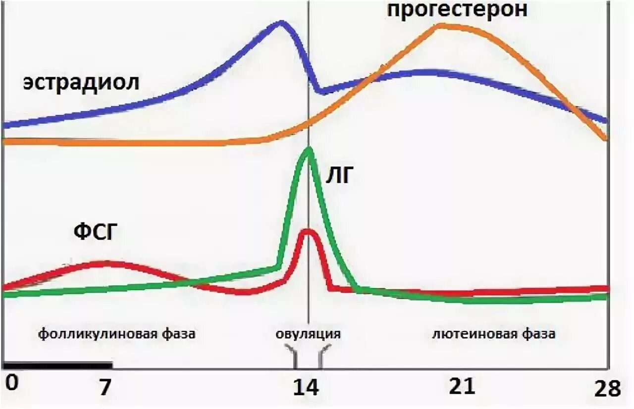 Пролактин овуляция