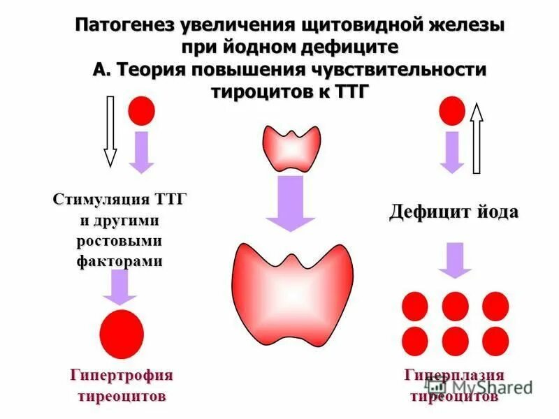 Щитовидная железа ттг повышен