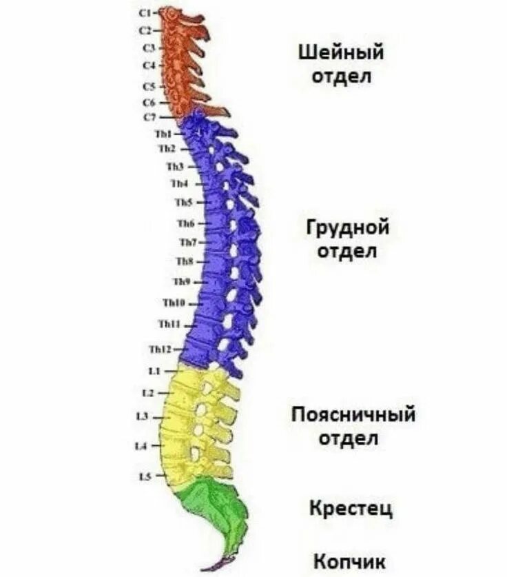 5 отделов позвоночника характерно для. Позвонки l1 th7. Th1 th4 позвонка. Th1 th12 грудной отдел позвоночника. Позвонки th7-l2.