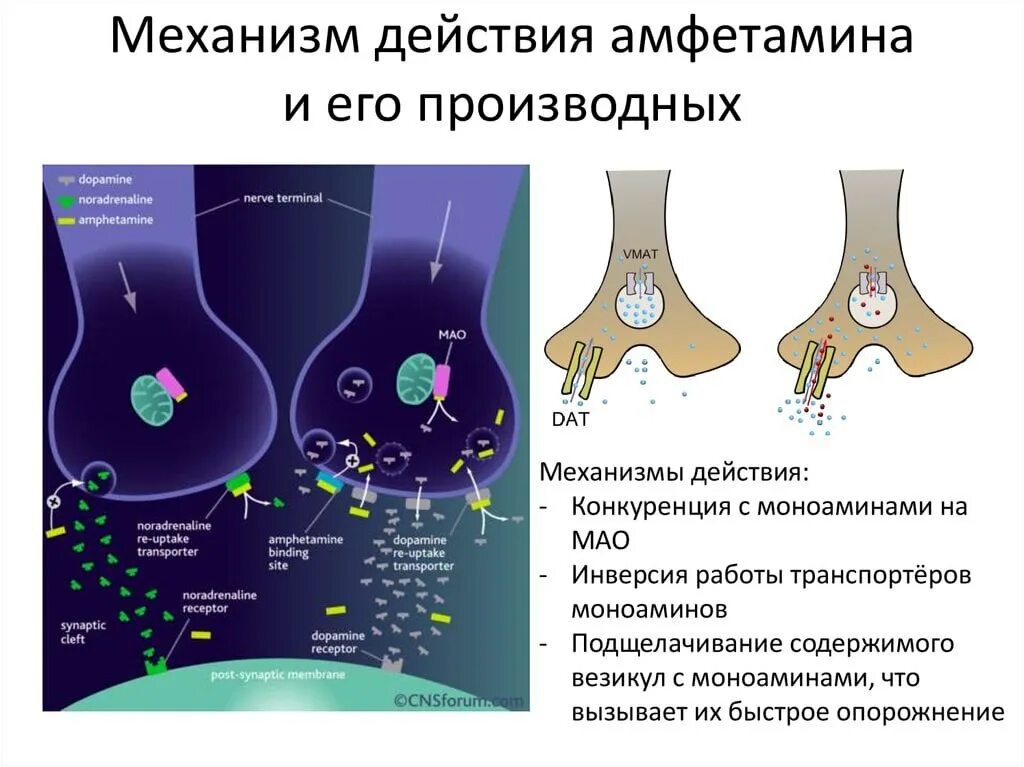 Стимуляторы дофаминовых рецепторов. Механизм действия амфетамина. Амфетамин механизм действия. Механизм действия фенамина. Механизм воздействия наркотиков на организм.