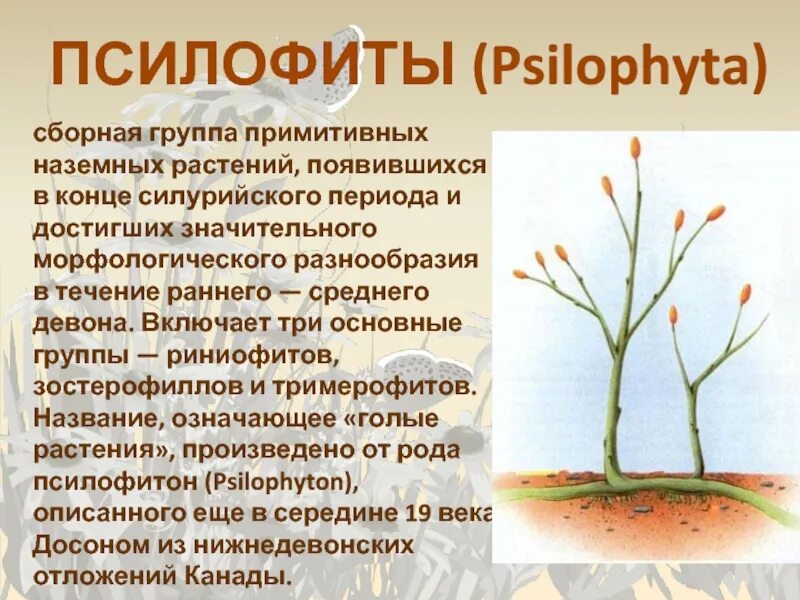 На рисунке изображен псилофиты вымершие растения используя. Псилофиты силур. псилофиты и риниофиты. силурийский период псилофиты. псилофиты споровые.