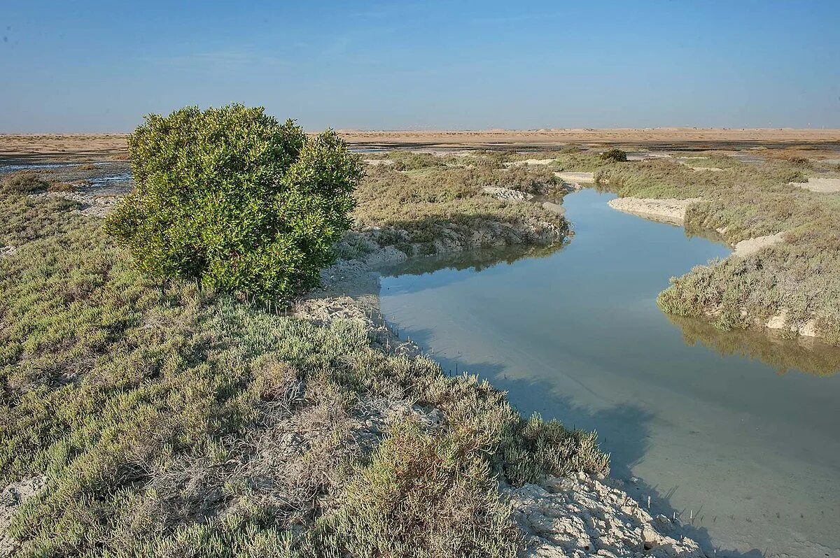 Nearer al. Al Thakhira. Tidal Salt Marsh.