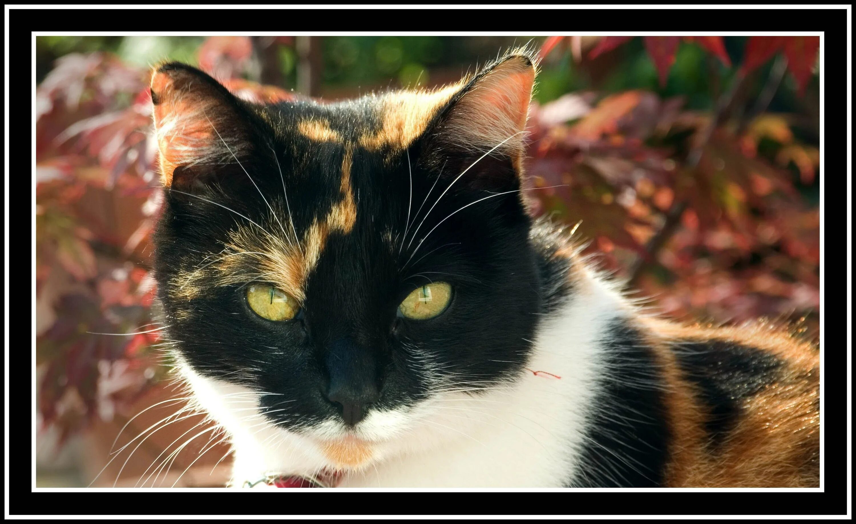 Черная кошка с рыжими пятнами. Семицветная кошка. Черно рыжая кошка. Пятицветная кошка. Порода черная с рыжими пятнами