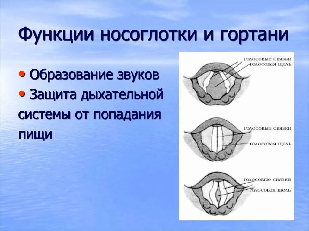 Значение носоглотки человека. Функции носоглотки. Голосовая щель гортани. Искусственные голосовые связки.