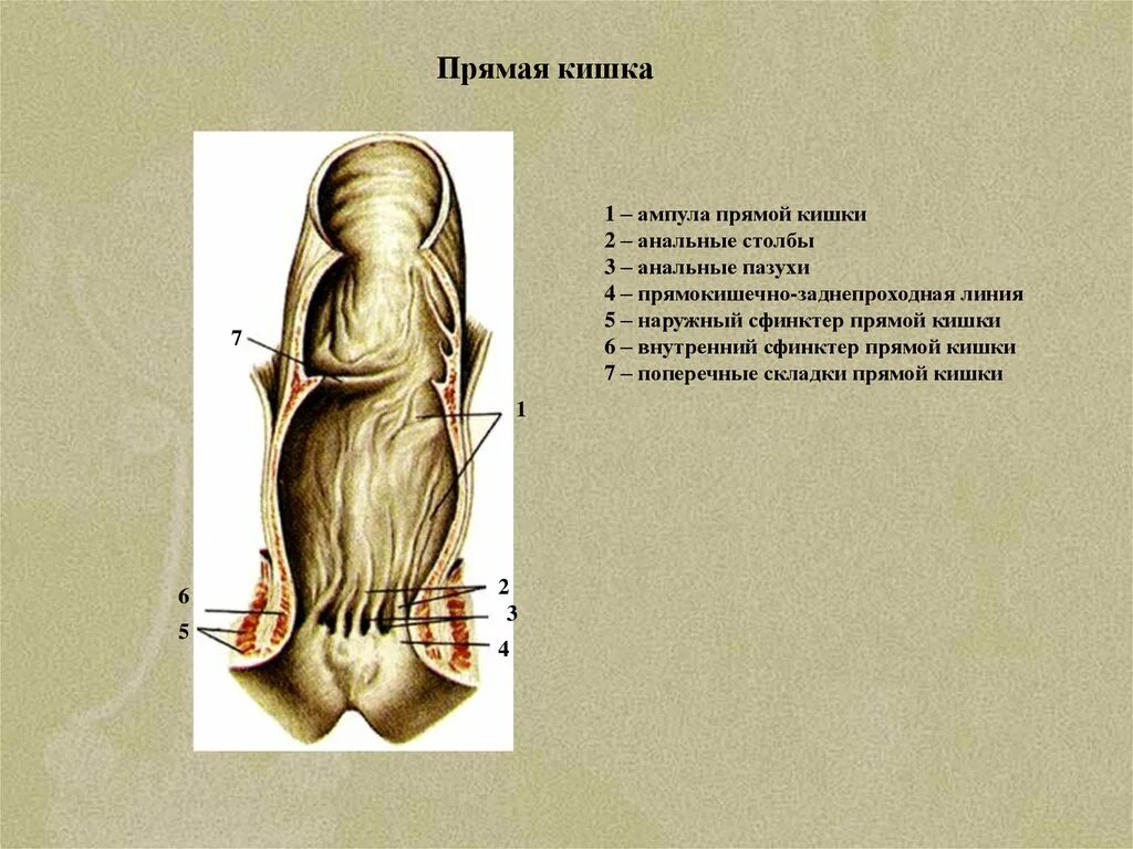 Анатомия наружного сфинктера прямой кишки. Строение ампулы прямой кишки. Сфинктер латынь