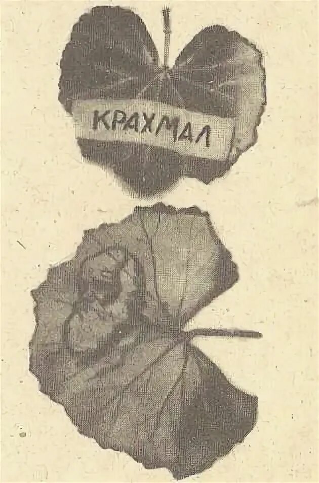 Крахмал в листьях. Образование крахмала в листьях. образование крахмала в листьях на свету. крахмал в листьях растений. образование крахмала в листьях на свету опыт.