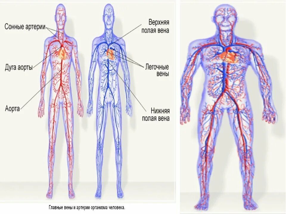 Самая большая вена как называется у человека. Венозная система человека крупные вены. Система артерий человека схема. Венозная система анатомия. Венозная и артериальная система человека схема.