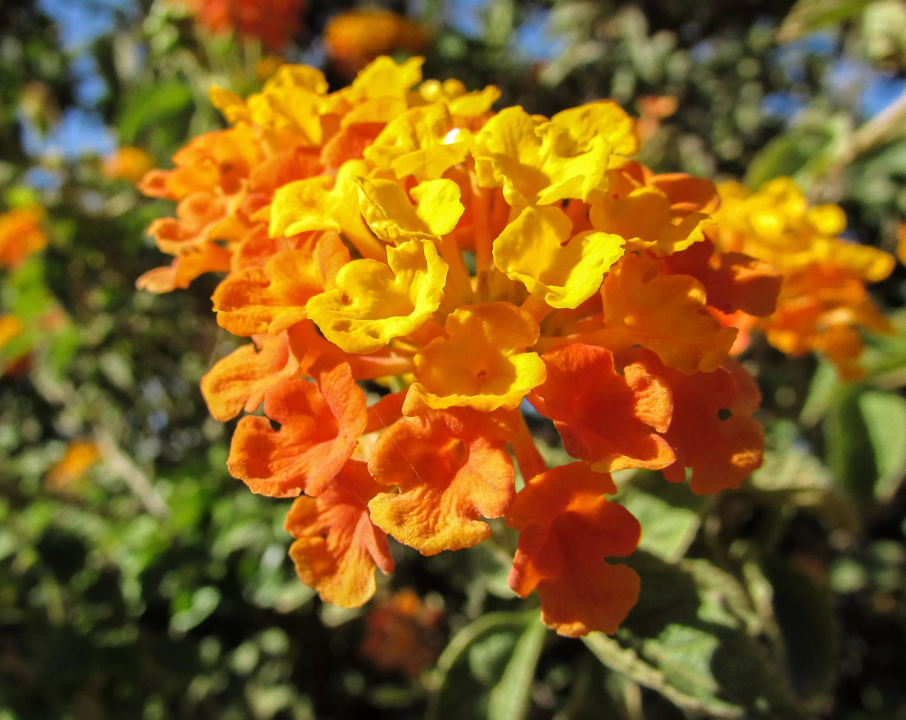 Цветы оранжево желтые название. Лантана Камара цветок. Лантана оранжевая. Кусты оранжевой Лантаны. Желтушник оранж.