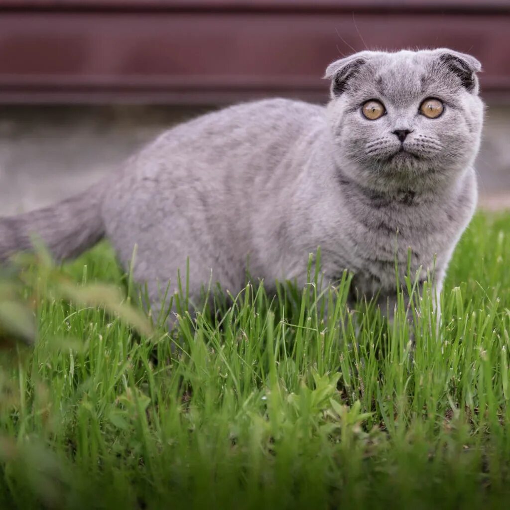 Скоттиш фолд. Ирландский вислоухий кот. Шотландец скоттиш фолд. Шотландская порода скоттиш фолд.