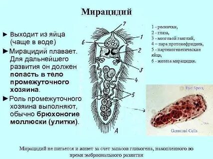 Личинка с ресничками