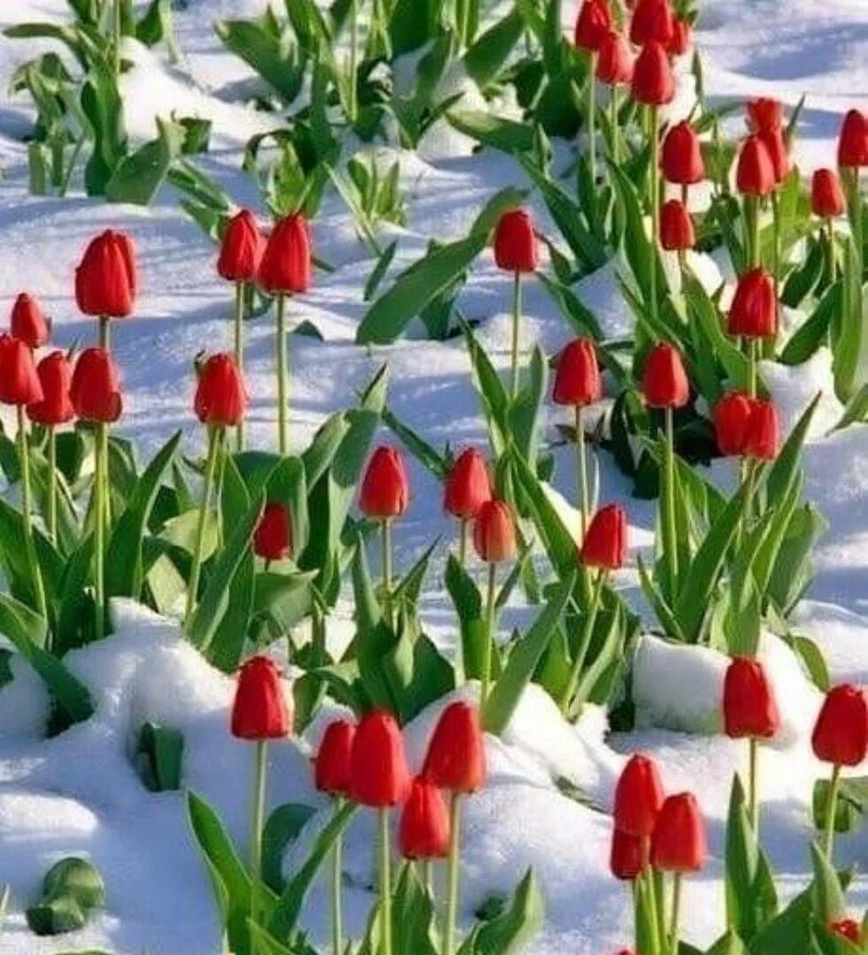 Тюльпаны на фоне снега картинки. Доброе утро тюльпаны в снегу и кофе. Весенний букет тюльпанов. Тюльпаны в варежках. Тюльпаны в снегу.