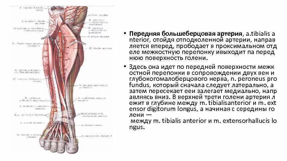 Большеберцовая артерия. Большеберцовая артерия