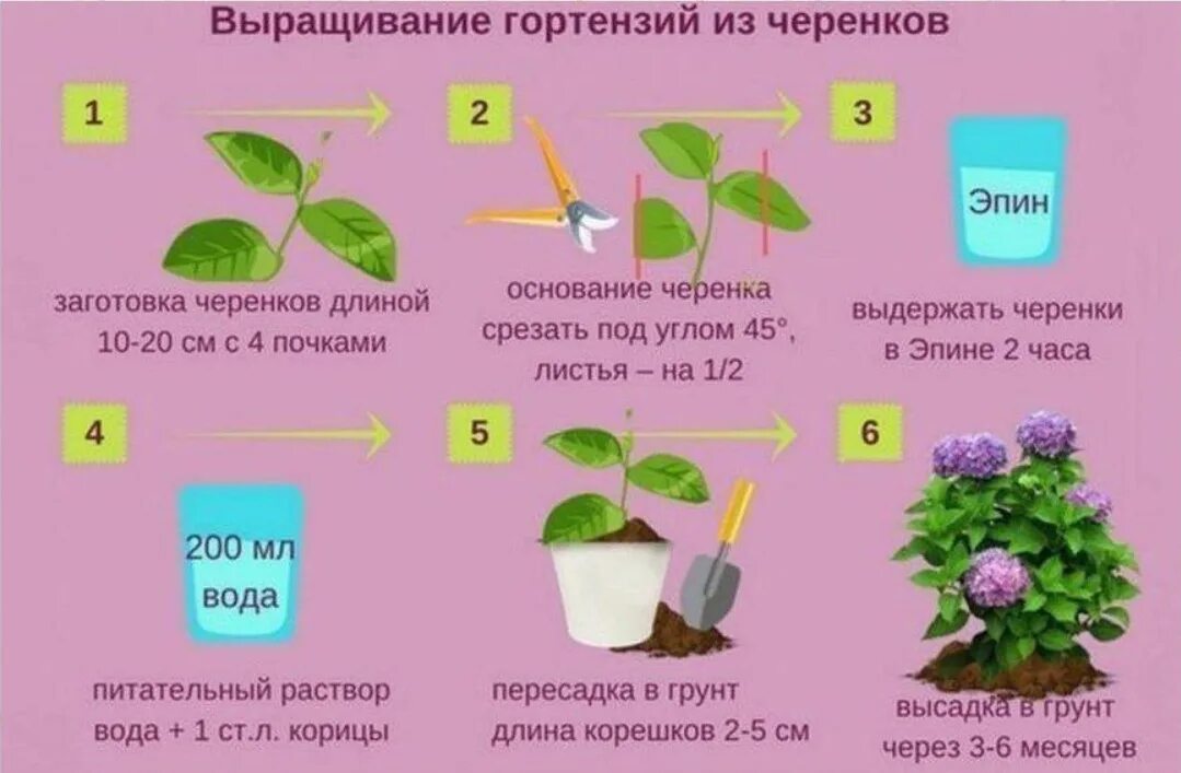 Купила гортензию что дальше делать. Размножение крупнолистной гортензии черенками весной. Черенкование гортензии крупнолистной. Черенки метельчатой гортензии.