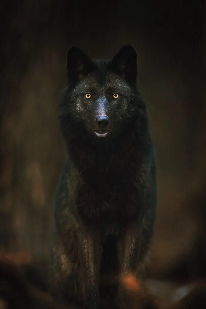 Волк выходит ночью. Черный волк. Черная волчица. Черная волчица с красными глазами. Черный волк с желтыми глазами.