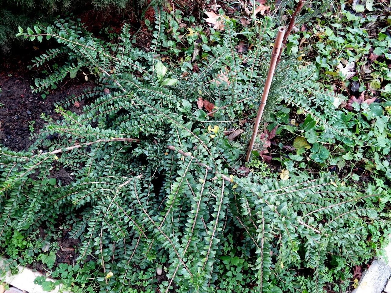 Lonicera pileata Ground cover, Secret garden, Plants
