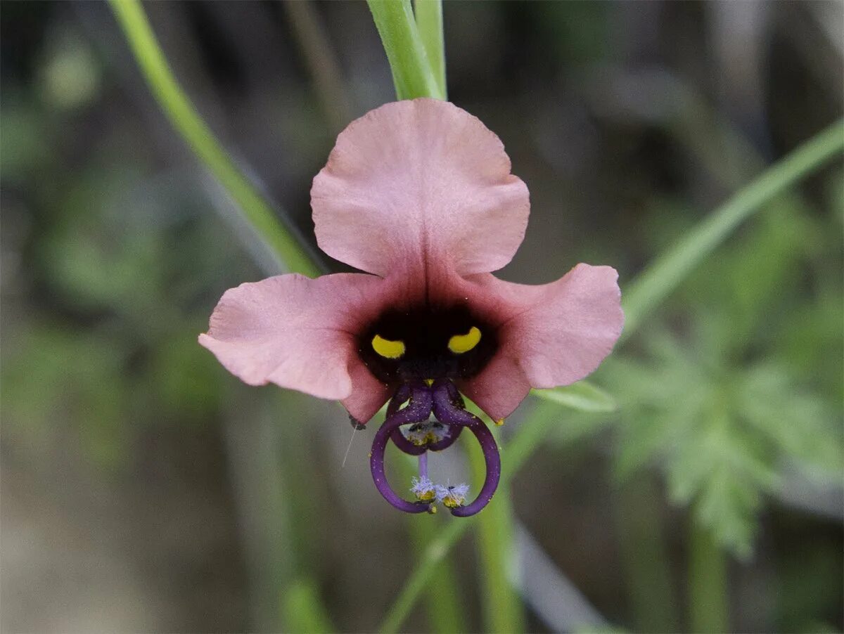 Poisonous flower. Орхидея Такка. Кирказон Дарт Вейдер. Кирказон Сальвадорский или цветок Дарт Вейдер. Алонсоа Alonsoa.