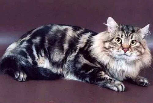 Н сиб. Сибирская кошка. Сибирская Ангара кошка. Sib n22. Сибирская кошка n22.