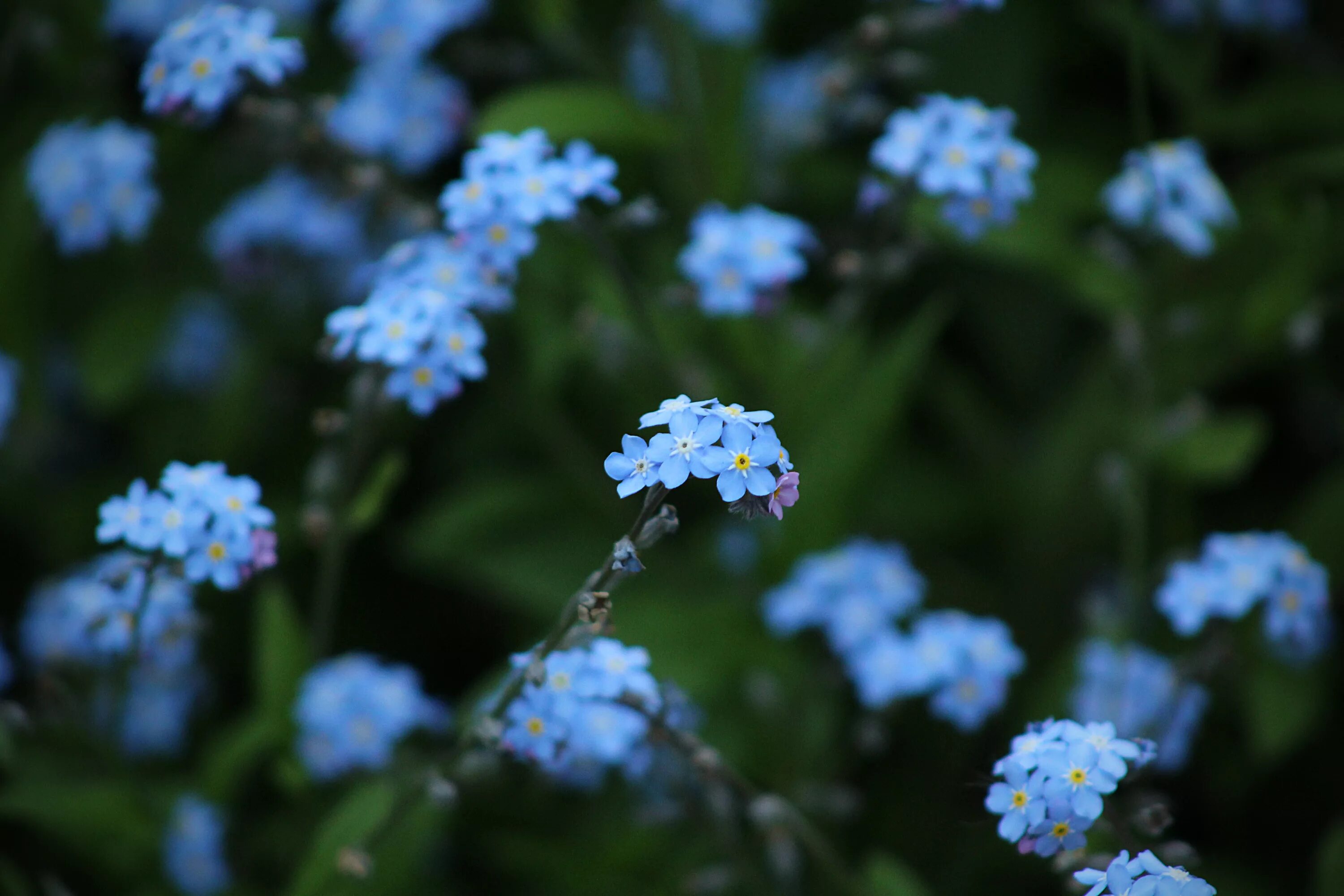 Мелкие цветы голубого цвета. Незабудка Карминовый Король. Голубые цветы незабудки. Виола цветы и Незабудка. Незабудка Карминовый Король фото.