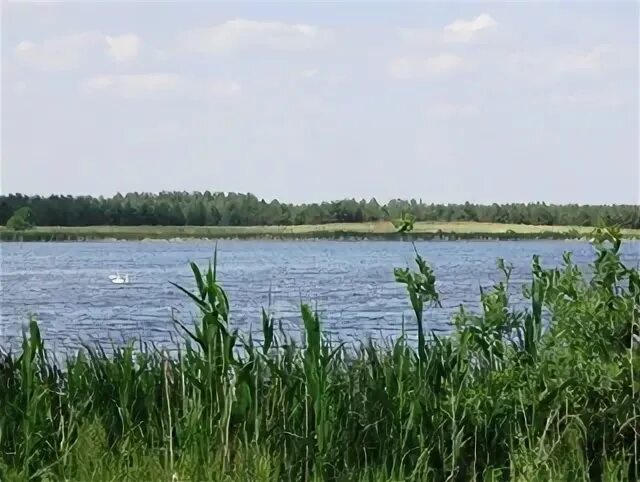 Белое озеро вологодская область. Озеро белое охота. Озеро белое охота. Озеро белое охота. Красный бор озеро.