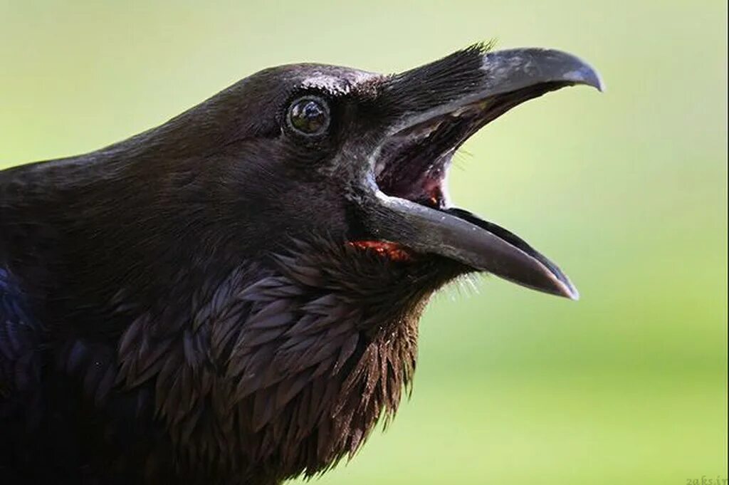 Crow не работает