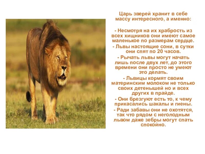 Подробнее о животном мире жарких районов. Интересные факты о животных жарких стран. интересные факты о львах. животный мир жарких районов. рассказ о животных жарких стран.