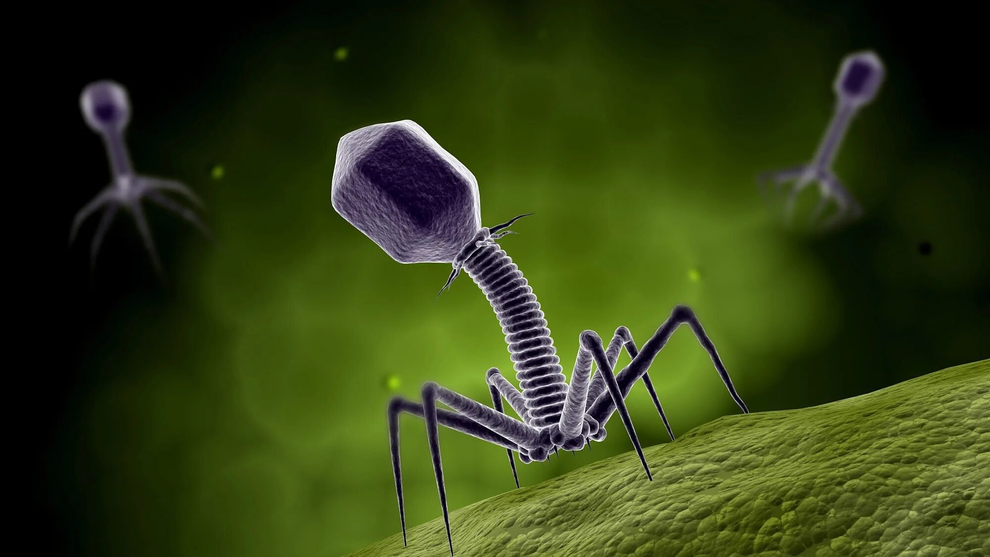 бактериофаг микроскопия. т4 бактериофаг микроскоп. бактериофаг т4. вируса фага т4. бактериофаг т5.