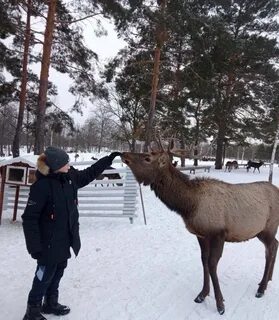 Кречет мордовия сафари