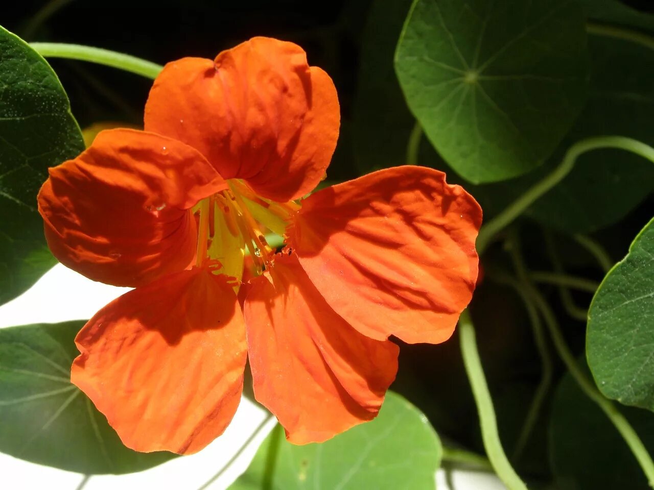 Crossandra, Firecracker Plant Indoors (Crossandra infundibuliformis) Pick Ontari