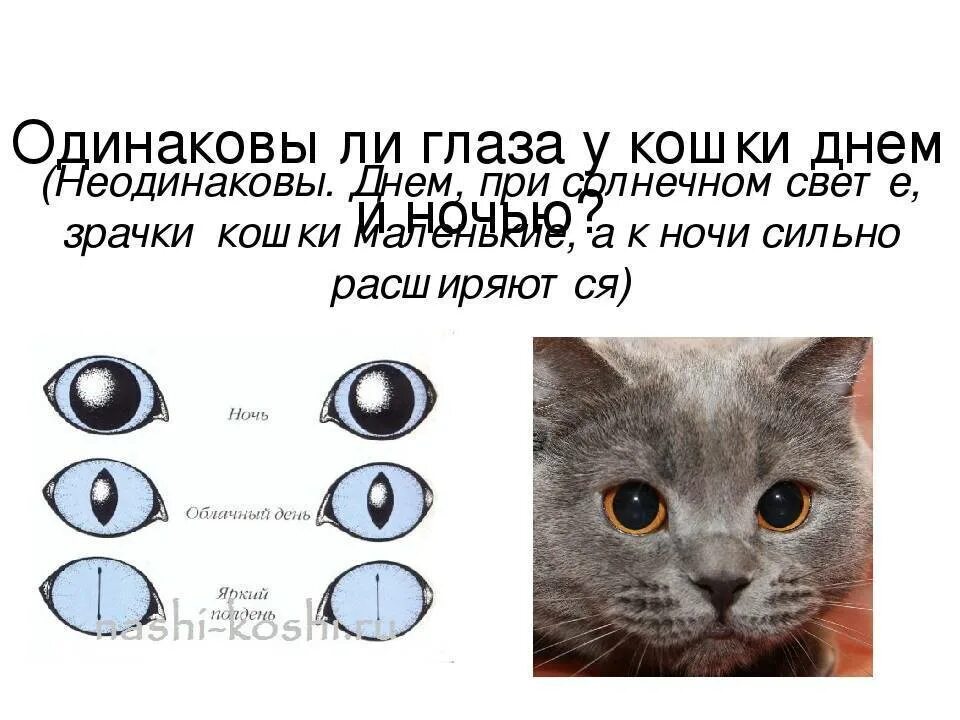 Почему кот смотрит в глаза. Зрачок кошки. строение глаза кошки. что значит зрачки у кошек. нормальные зрачки у кошки.