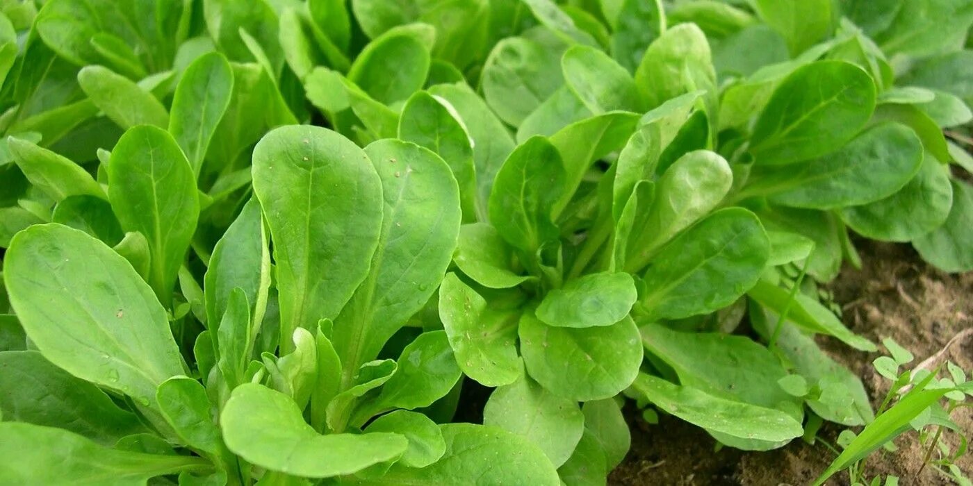 Латук компасный lactuca. Сорняки палочками. Рукола (эрука). Латук цветет. Салат сорняк.