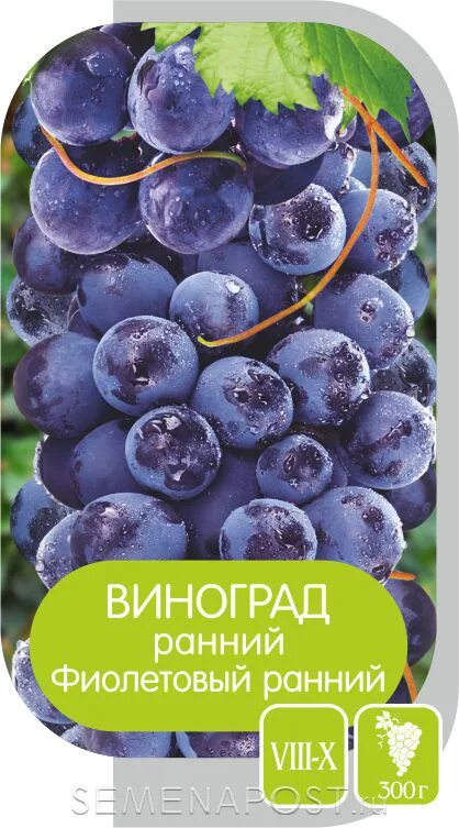 Фиолетовый ранний сорт винограда. Виноград фиолетовый ранний семена алтая. семена сибири виноград. виноград фиолетовый в пластиковой коробке. шашла фиолетовая ранний.