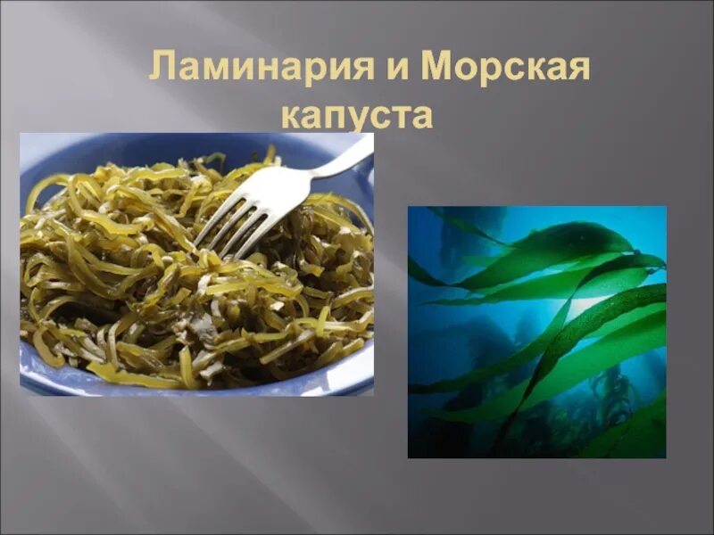 Ламинария к чему относится. Ламинария тип питания. Ламинария сахаристая строение. Ламинария тип питания. Микронизированная ламинария обертывание.