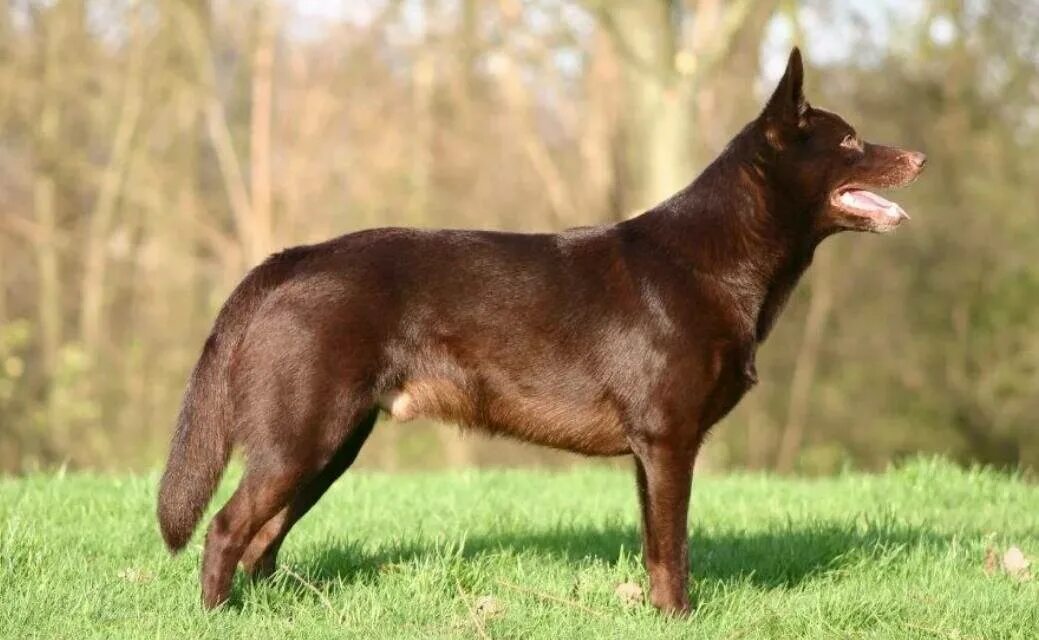 Овчарка келпи. Бурые собаки. Шоколадный лабрадор. Лабрадор ретривер шоколадный. Порода австралийский хел.