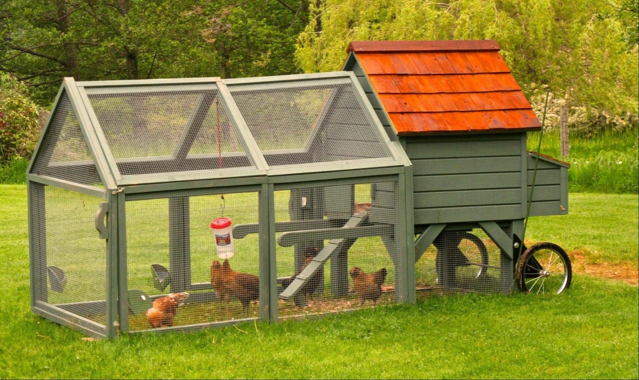 Chicken can be. Курятник на 5 кур. Дизайнерский курятник. Переносной курятник. Мини курятник.