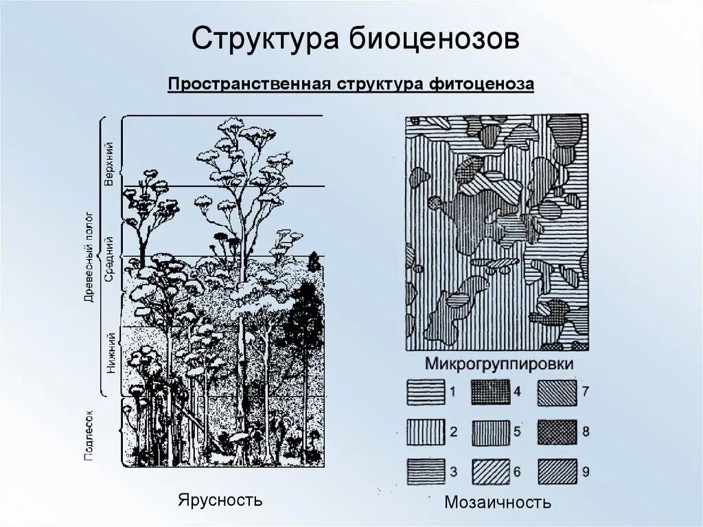 Растительное сообщество рисунок. Ярусность лесного биоценоза. Пространственная структура биоценоза мозаичность. Мозаичная структура фитоценоза. Пространственная структура биоценоза ярусность.