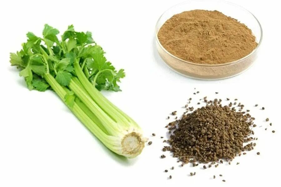 Сельдерей за кг. Сельдерей Apium graveolens. Celery Seed приправа. Семена сельдерей пикант. Семена сельдерея специя.