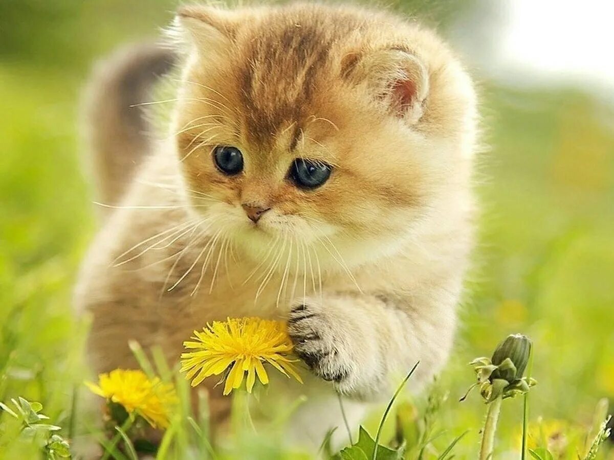 Котенок солнышко. Летний котик. Котенок солнышко. Котенок и лето. Котенок солнышко.