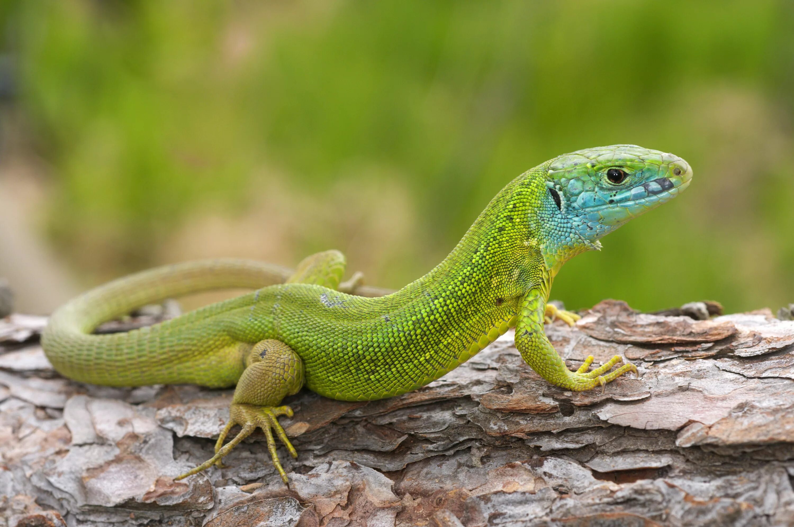 Смарагдовый сцинк. Зелёная ящерица Lacerta viridis. Зеленокровные сцинки новой Гвинеи. Зеленый древесный Варан.