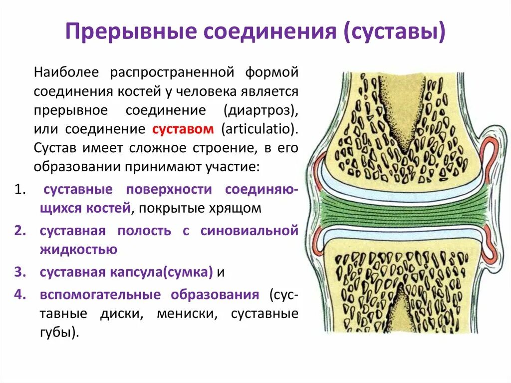 Презентация к уроку биологии в 8 классе по теме "Кости скелета" - биология, през