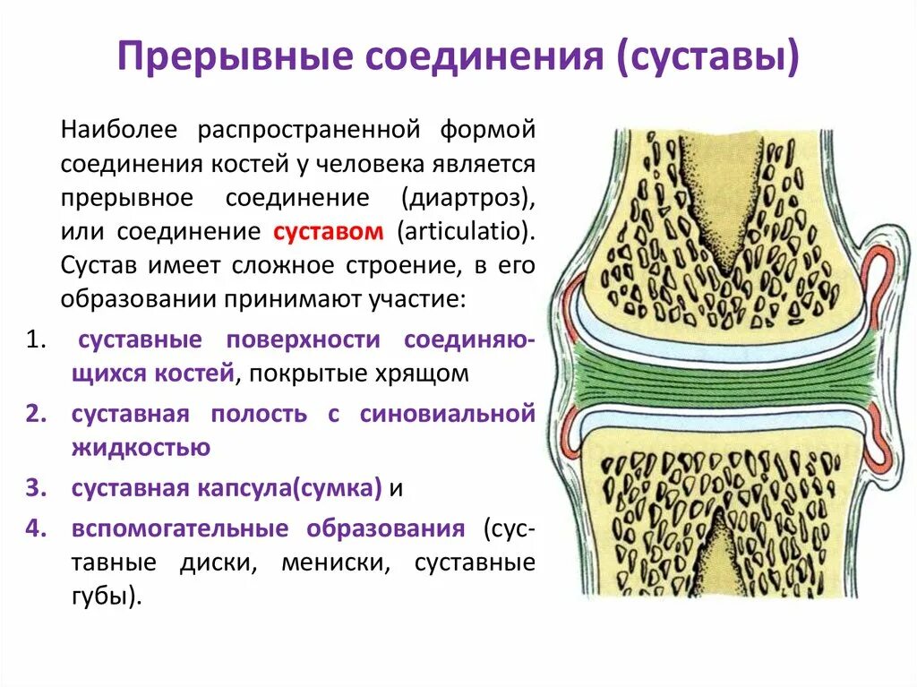 Особенности строения подвижного соединения