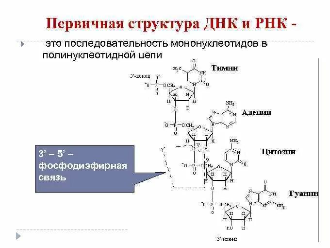 Вторичная цепь днк. Первичная структура ДНК И РНК. Первичная структура РНК формула. Строение первичной структуры ДНК. Структура РНК формула.