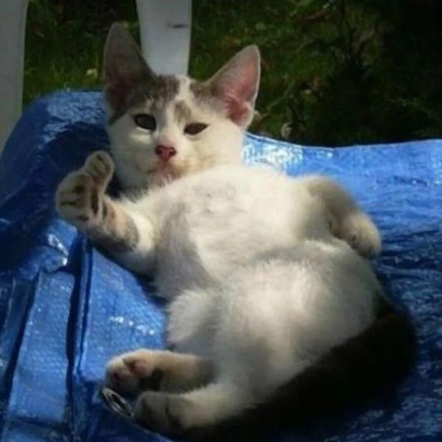 Мем кот с пальцем. Кот показывает лайк. показывает класс. кот палец вверх. кот с большим пальцем.