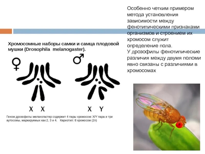 Половые хромосомы петуха