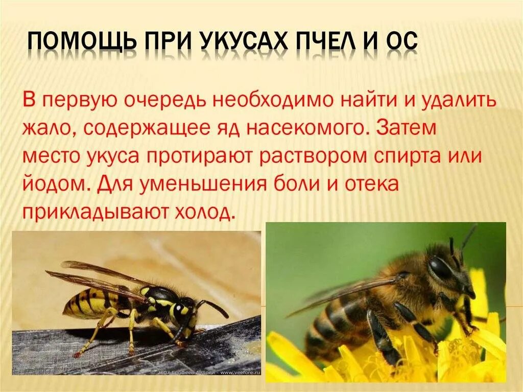 Если тебя укусила оса впр 4