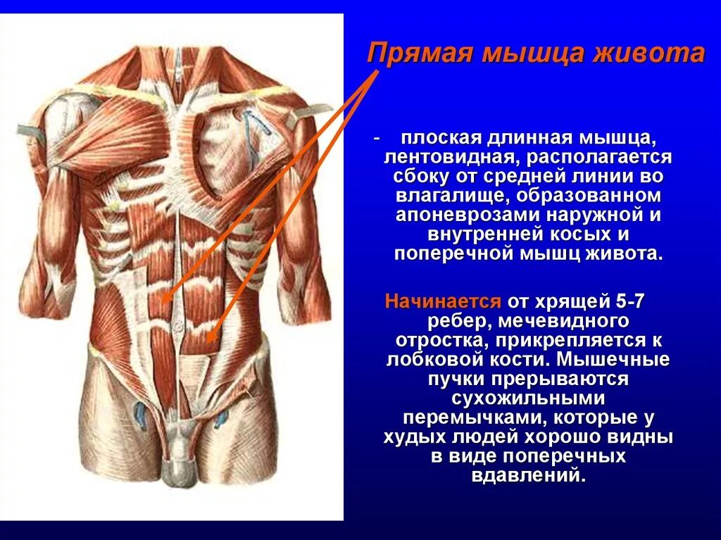 Передняя прямая мышца живота. Мышцы живота вид спереди. Прямая мышца живота строение функции. Прямая мышца живота анатомия. Поперечная мышца живота анатомия.