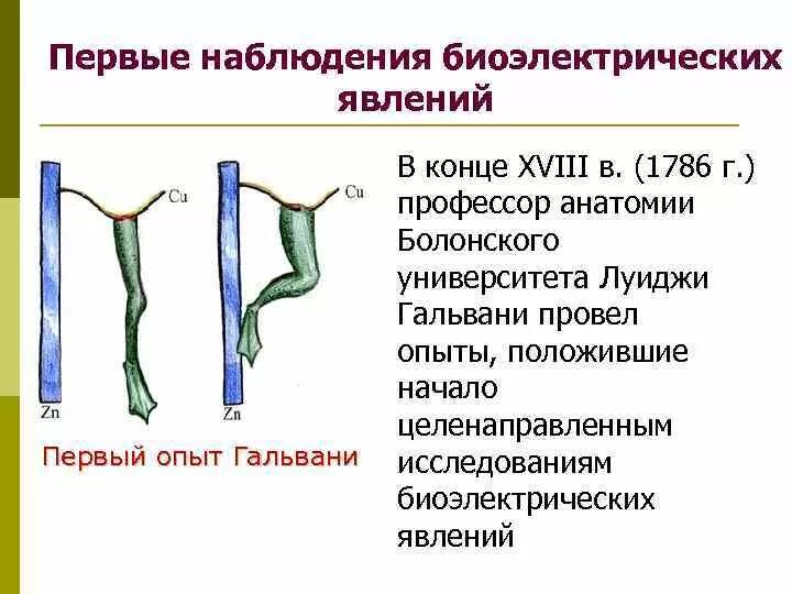 Биоэлектрические явления. История исследования биоэлектрических явлений. Исследование биоэлектрических явлений. Биоэлектрические явления в тканях физиология. Биоэлектрические явления в тканях физиология.