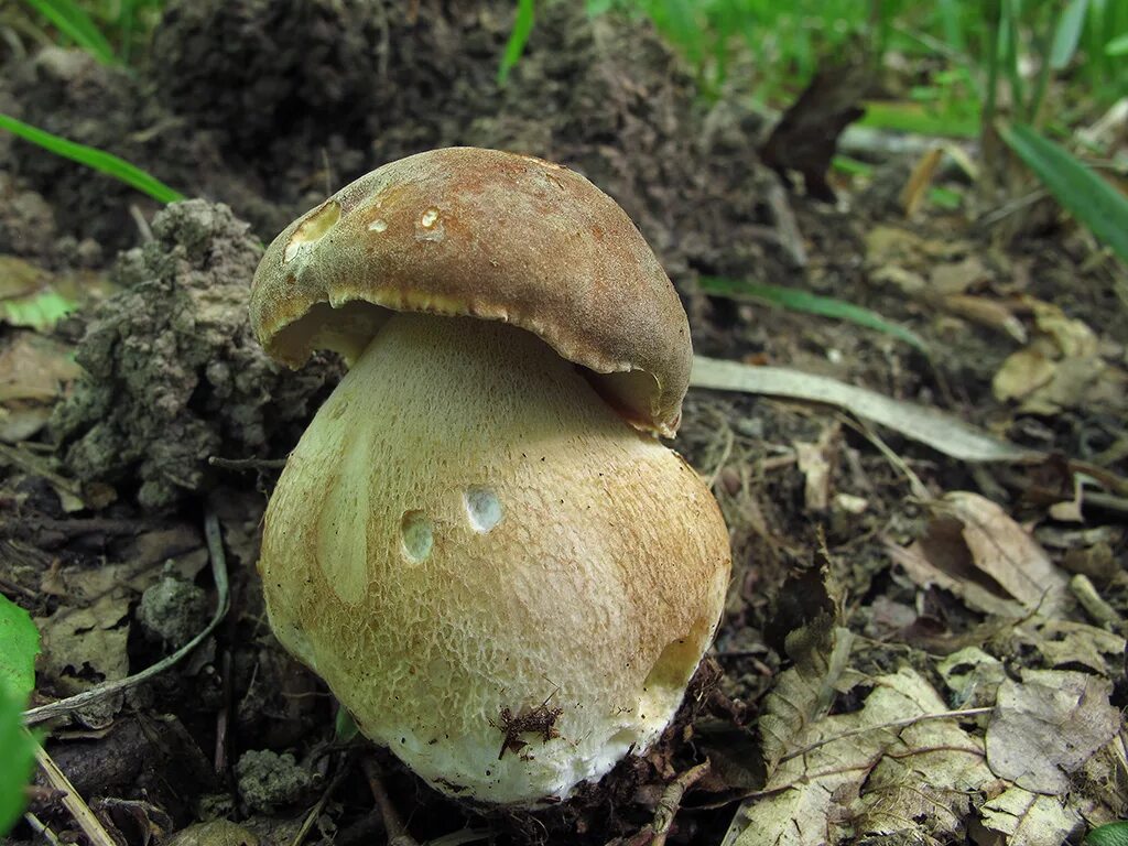 Несъедобные грибы ставропольского края. Грибы ставропольского края лесной шампиньон. Несъедобные грибы ставропольского края. Белый ставропольский гриб. Ставрополь гриб рядовка.